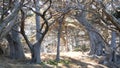 Twisted gnarled trees in forest. Mystical dry wood, pine cypress grove in moss.