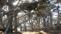 Twisted gnarled trees in forest. Mystical dry wood, pine cypress grove in moss.