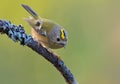 Active Goldcrest regulus regulus sitting and posing on lichen branch near a water pond in forest Royalty Free Stock Photo