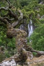 Twisted Hawthorne tree branches with a waterfall in the background - Selective focus - Aber Falls Royalty Free Stock Photo