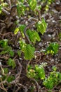 Twisted hazel tree in spring with wavy branches and growing foliage, corylus avellana contorta Royalty Free Stock Photo