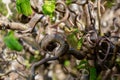 Twisted hazel tree in spring with wavy branches and growing foliage, corylus avellana contorta Royalty Free Stock Photo