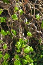 Twisted hazel tree in spring with wavy branches and growing foliage, corylus avellana contorta Royalty Free Stock Photo