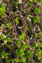 Twisted hazel tree in spring with wavy branches and growing foliage, corylus avellana contorta Royalty Free Stock Photo