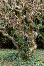 Twisted hazel tree with wavy branches, corylus avellana contorta Royalty Free Stock Photo