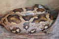 Twisted indian python Royalty Free Stock Photo