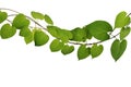 Twisted  jungle vine climbing plant with heart shaped green yellow leaves isolated on white background with clipping path, Cowslip Royalty Free Stock Photo