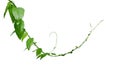 Twisted jungle vines climbing plant isolated on white background with clipping path. Green leaves vines of Tiliacora triandra