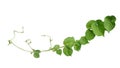 Twisted jungle vines liana plant Cowslip creeper vine Telosma cordata with heart shaped green leaves and flowers isolated on Royalty Free Stock Photo