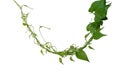 Twisted jungle vines liana plant with heart shaped green leaves isolated on white background, clipping path included Royalty Free Stock Photo