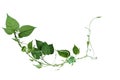 Twisted jungle vines liana plant with heart shaped green leaves isolated on white background, clipping path included Royalty Free Stock Photo