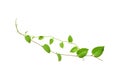 Twisted jungle vines liana plant with heart shaped green leaves isolated on white background, clipping path included. Floral Royalty Free Stock Photo