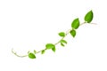 Twisted jungle vines liana plant with heart shaped green leaves isolated on white background, clipping path included. Floral Royalty Free Stock Photo