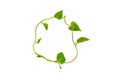 Twisted jungle vines liana plant with heart shaped green leaves isolated on white background, clipping path included. Royalty Free Stock Photo
