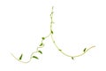 Twisted jungle vines liana plant with heart shaped green leaves isolated on white background, clipping path included. Royalty Free Stock Photo