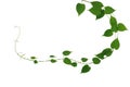 Twisted jungle vines liana plant with heart shaped green leaves nature frame layout isolated on white background, clipping path Royalty Free Stock Photo