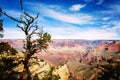 Twisted juniper tree at the top of Grand Canyon South Rim Arizona in winter Royalty Free Stock Photo