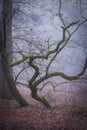 Twisted knurled tree in early morning forest with mist