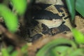 Lachesis melanocephala pit viper