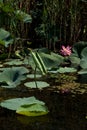 Twisted leaf of water lily or lotus flower. Beautiful rare pink flowers growing in the water, next to the reeds