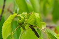 Twisted leaves of cherry. Cherry branch with wrinkled leaves affected by black aphid. Aphids, Aphis schneideri, severe