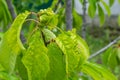 Twisted leaves of cherry. Cherry branch with wrinkled leaves affected by black aphid. Aphids, Aphis schneideri, severe damage from