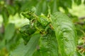 Twisted leaves of cherry. Cherry branch with wrinkled leaves affected by black aphid. Aphids, Aphis schneideri, severe damage from Royalty Free Stock Photo