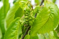 Twisted leaves of cherry. Cherry branch with wrinkled leaves affected by black aphid. Aphids, Aphis schneideri, severe