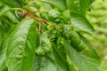 Twisted leaves of cherry. Cherry branch with wrinkled leaves affected by black aphid. Aphids, Aphis schneideri, severe