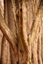 The twisted lines of the growing trees