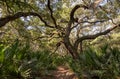 Twisted live oak tree.