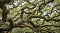 twisted live oak tree Royalty Free Stock Photo