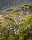 A twisted mountain beech tree viewed from the Heaphy Track