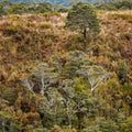 Mountain beech trees viewed from the Heaphy Track