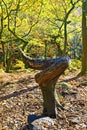 Twisted nature on Halloween, in Padley Gorge Woods, Grindleford.