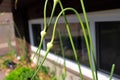 The twisted neck of a garlic scape growing Royalty Free Stock Photo