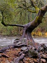 Twisted Oak Tree on Riverbank