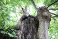 Twisted Old Tree Royalty Free Stock Photo