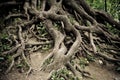 Twisted old tree roots