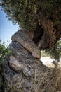 Twisted Olive Tree Royalty Free Stock Photo