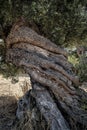 Twisted Olive Tree, hundreds of years old. Royalty Free Stock Photo