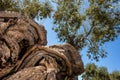 Twisted olive tree Royalty Free Stock Photo