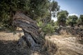 Twisted Olive Tree Royalty Free Stock Photo