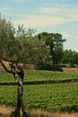 Twisted olive tree by the vines, vertical Royalty Free Stock Photo