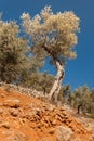 Twisted olive trees Royalty Free Stock Photo