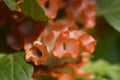 Twisted Orange Cockscomb Royalty Free Stock Photo