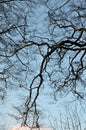 Twisted overhanging forest winter tree branches in silhouette against a blue sky