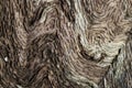Twisted pattern on an old oak Royalty Free Stock Photo