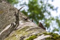 Twisted piece of bark on a birch trunk