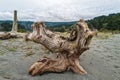 A twisted piece of driftwood on the beach at Humboldt Lagoon State Park, California, USA